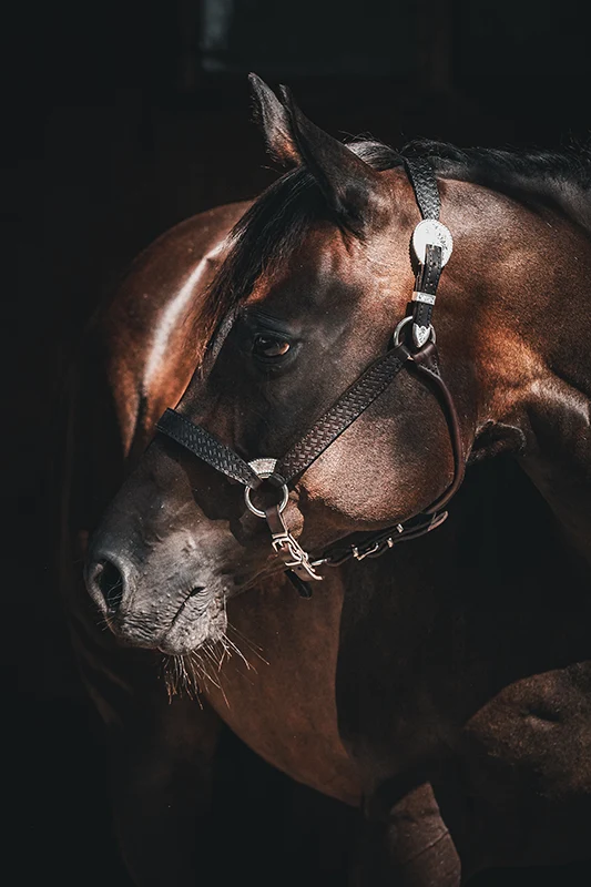 Show custom silver halter