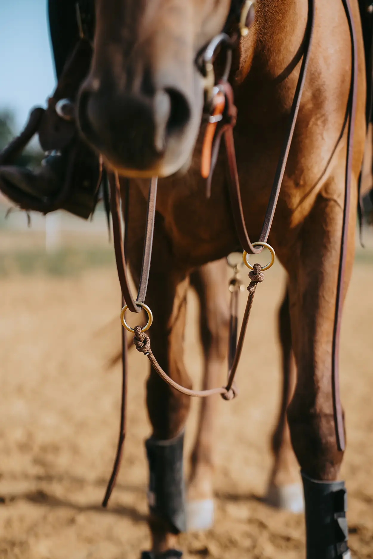 Rope Martingale - Image 3